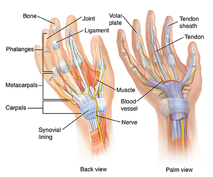 Front and back views of hand showing anatomy.