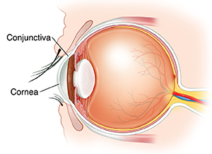 Side view cross section of eye.