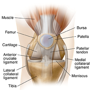 Front view of knee joint showing basic anatomy.