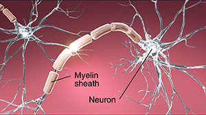 Closeup of normal neuron.
