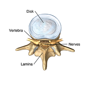 Top view of lumbar vertebra and disk.