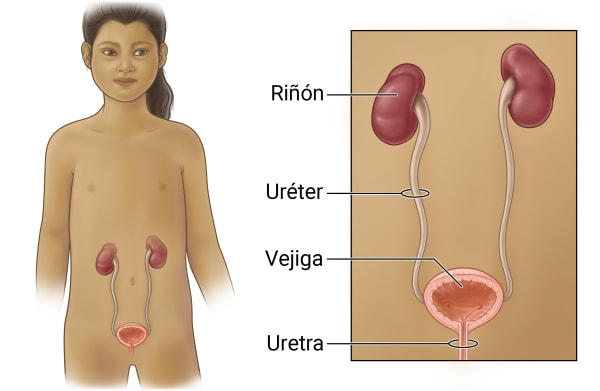 Vista frontal de un niño que muestra las vías urinarias. Un recuadro muestra los riñones, los uréteres, la vejiga y la uretra.