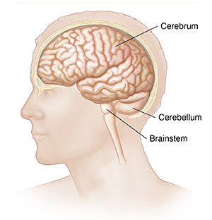 Side view of head and brain.