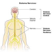 Ilustración del sistema nervioso