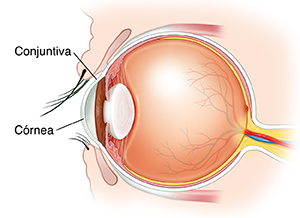 Corte transversal visto de lado de un ojo.